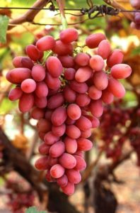 A szőlőmagolaj remek sejtvédő
